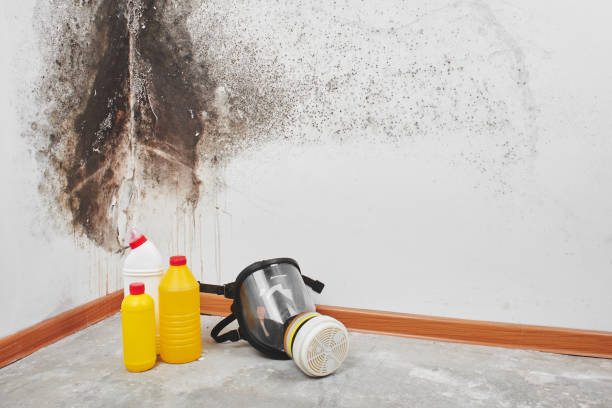 Best Same-Day Mold Removal  in Riverside, AL