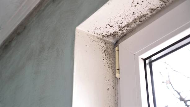 Office Mold Removal Services in Riverside, AL