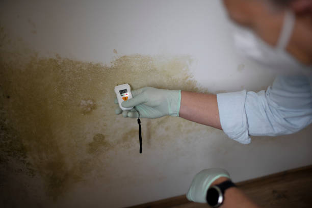 Trusted Riverside, AL Mold Removal Experts