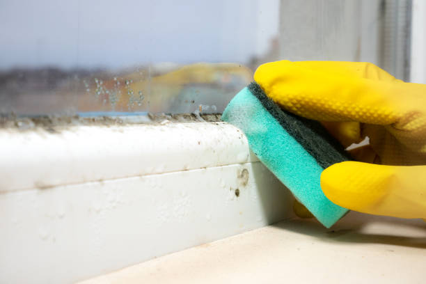 Best Mold Remediation Experts  in Riverside, AL