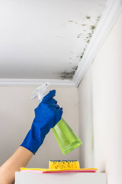 Best Commercial Mold Removal  in Riverside, AL
